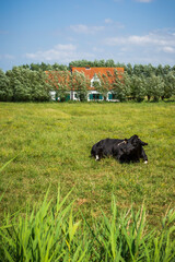 Liegende schwarze Kuh auf Wiese vor Haus in Belgien