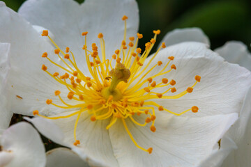 白い野薔薇の花