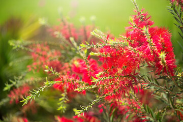 Callistemon citrinus red bottlebrush flower blooming in exotic garden, close up. Gardening, landscape design. Exotic bush growing over green grass background. Landscaping, flower bed, landscaping