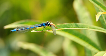 Dragonfly eating dinner