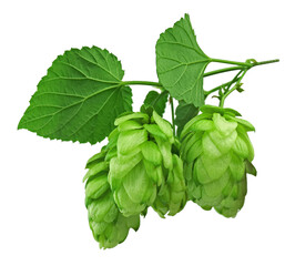 branches of hops with leaves. hops plant on transparent, png. green hops cones. Beer production ingredient. Brewing