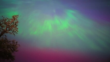 Colorful northern lights, Purple and green aurora, northern Lights over tree line, Aurora borealis polar lights set. Glowing in sky different shapes and color northern lights, Summer aurora on lake - Powered by Adobe