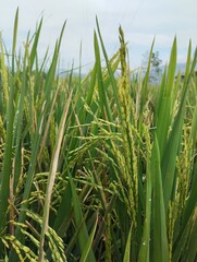 Fototapeta premium Agricultural fields. Green rice plants on agricultural land 