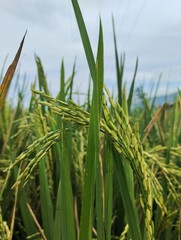 Agricultural fields. Green rice plants on agricultural land 