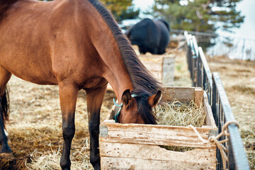 Beautiful Brown Horse Enjoying a Meal of Fresh Hay in a Rustic Wooden Enclosure on a Farm Near the...