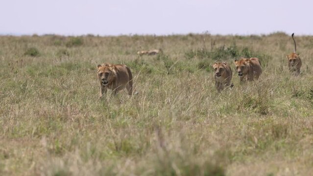 Lion pride in the Mara, Kenya, Africa. 