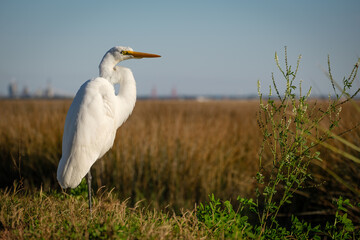 Close up Great Egret overlooking a salt marsh