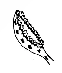 Analog illustration of the Mother of Thousands leaf. Sketch of the leaf of the kalanchoe daigremontiana plant. Manual drawing of the flowering of bryophyllum daigremontiana.
