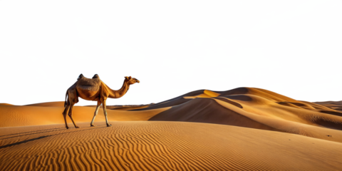 breathtaking desert landscape dunes camel wavy sand surface transparent background
