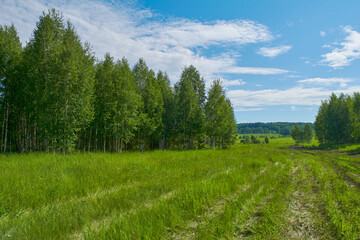 Summer meadow landscape with green grass and wild flowers on the background of a forest.