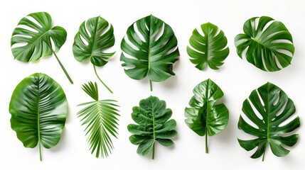 Green Monstera Palm and Tropical Plant Leaf Set for Design Elements - Isolated on White Background, Flat Lay