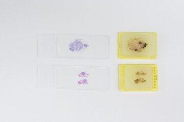 Paraffin box human tissue and glasse slide Hemotoxylin and Eosin stain (H and E) isolated on white...