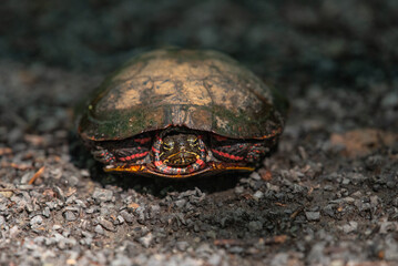 Eastern Painted Turtle