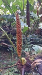 Random plant in Ireland garden