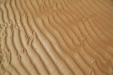 Wet sand texture at the beach in fine details a s a background