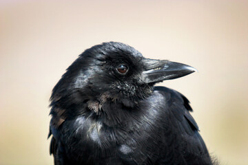 Horizontal close up photo of a Raven sitting on a fence post looking to the side.