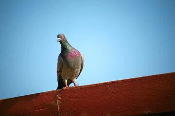 A pigeon sitting on a red wooden beam with a clear blue sky behind © Neoichi