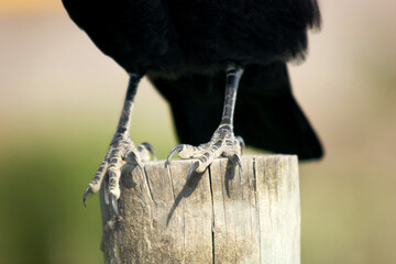 Horizontal close up photo of a Raven's claws on a fence post with a blurred background.