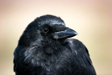Horizontal close up photo of a Raven sitting on a fence post looking away