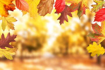 Colorful leaves and autumn park on sunny day, selective focus