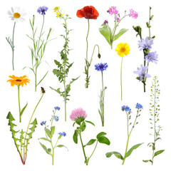Fototapeta premium Many different meadow flowers isolated on white, set