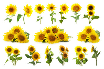 Set of bright sunflowers isolated on white