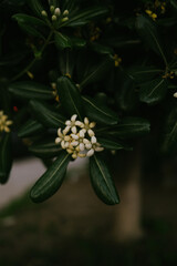 white flower on the tree