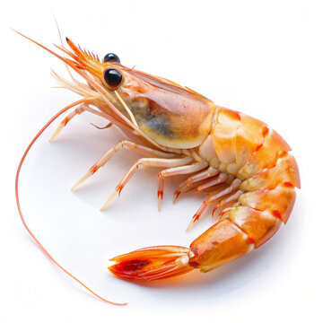 A single shrimp is shown on a white background. It has a unique, curved shape with a large head and small body. The eyes are black and the antennae are curled. The legs are long and have large claws. 