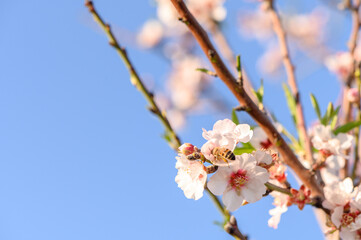 Almond blossoms bloom in the spring 2