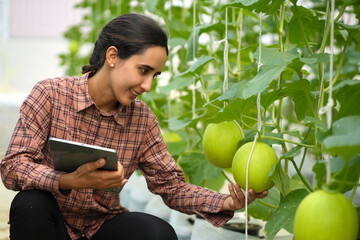 The farmer checking the quality of an organic melon grown in the Hydroponic farm.