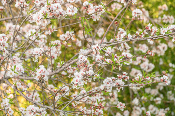 Fototapeta premium Almond blossoms bloom in the spring