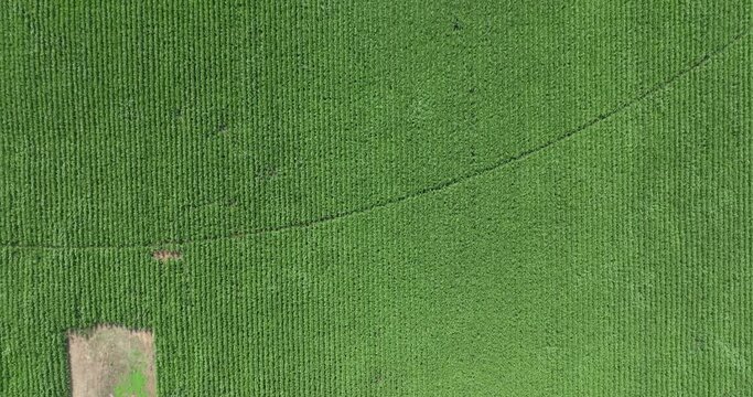 Flying high above a huge green cornfield equipped with a sprinkler irrigation system pivot while wind gusts blow ripples through the crops