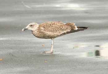 Larus michahellis, Juvenile Yellow-legged gull, Atlantic gull stand on wet asphalt.
