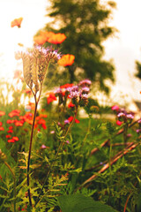 Golden Hour Wildflowers