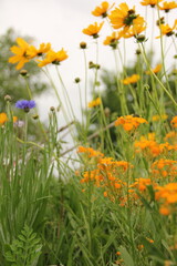 Wildflowers