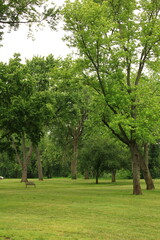 field of trees