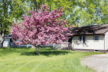 Flowering crabapple tree. Crabapple tree in the yard