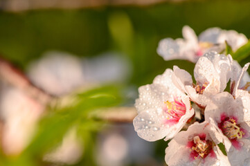 Beautiful blooming almond tree with flowers in full bloom 1
