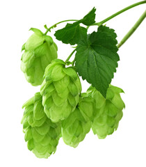 twig of hop isolated on transparent, png. Beer hops ingredient. Branch of fresh hops cones. Hops herb for medicinal herb