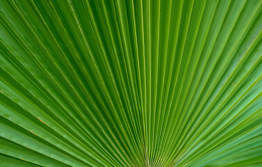 Close-up of large palm leaf 1