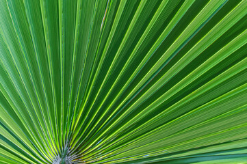 Fototapeta premium Close up green palm leaf texture, abstract palm leaf horizontal background 2
