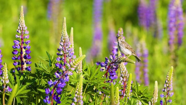 a video of a Savannah Sparrow perched on a lupine flower