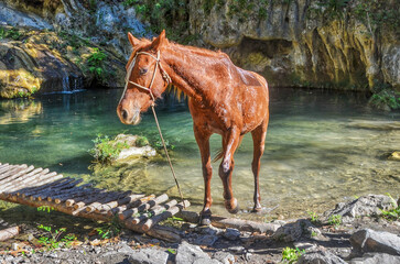 Horse at a waterfall in Trinidad, Cuba