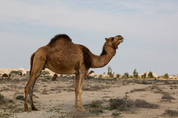 A camel in Gheshm island , Hormozgan, Iran posing properly for a photo in full details