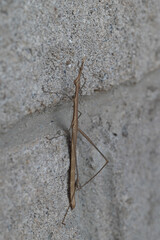 insecte branche