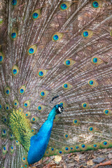 Fototapeta premium paon