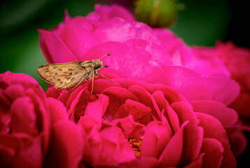 European Essex skipper butterfly on bright red roses on a spring morning near Phoenix Arizona
