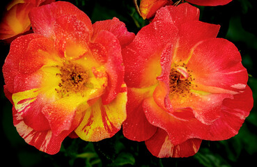 Isolated dewy yellow and red roses on a spring morning near Phoenix Arizona