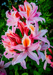 Pink, red, and orange lily flowers in full bloom in spring near Seattle Washington
