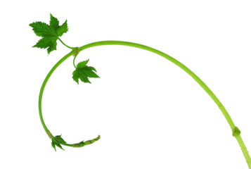 hop cones. Medical plant. Close-up of green ripe hop cones.on transparent, png. Hops cones. beer ingredient